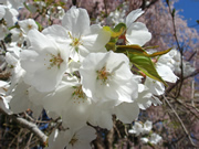 春の法泉寺で咲く花