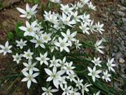 春の法泉寺で咲く花