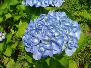 夏の法泉寺で咲く花